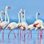 ਰੂਸੀ ਰਾਸ਼ਟਰਪਤੀ ਵਲਾਦੀਮੀਰ ਪੁਤਿਨ 4 ਦਸੰਬਰ ਤੋਂ ਭਾਰਤ ਦੀ ਯਾਤਰਾ ‘ਤੇ!